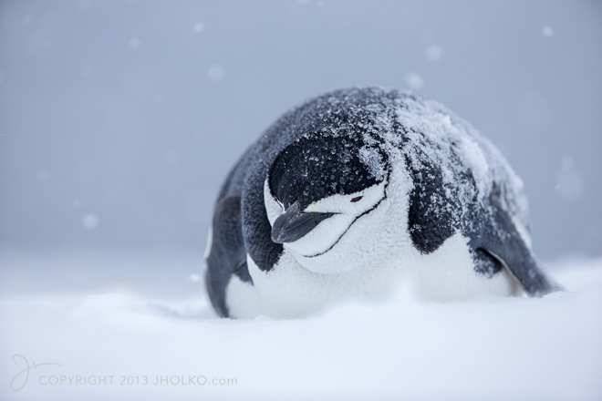 Chinstrap Penguin