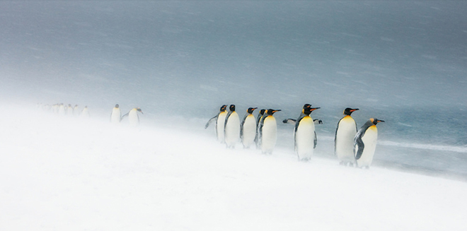 KingPenguins