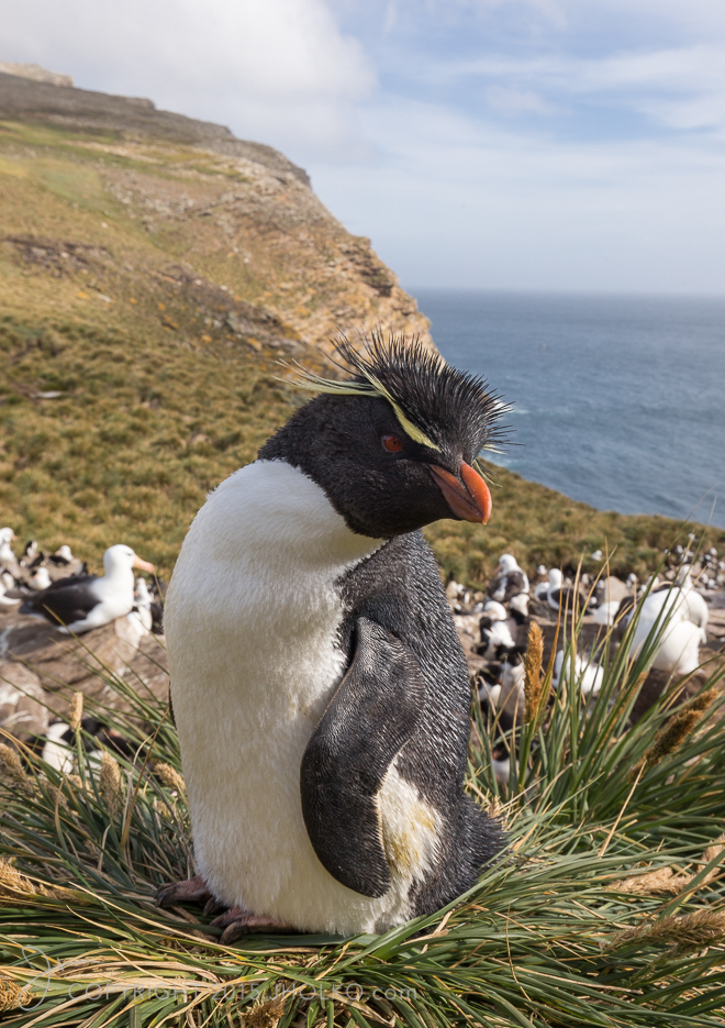 FalklandIslands-063612014