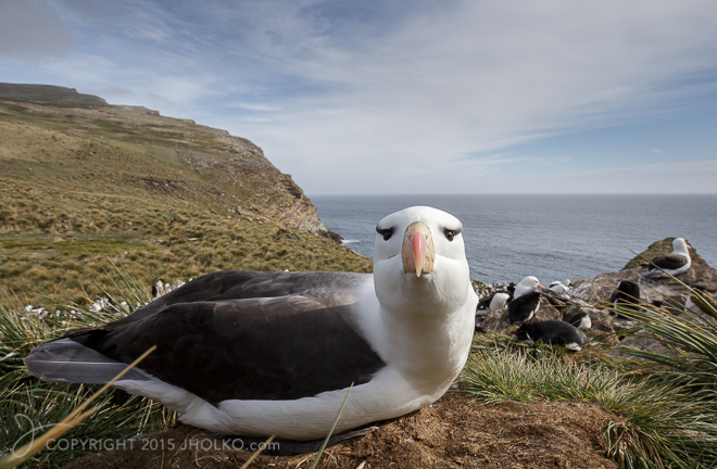 FalklandIslands-096412014