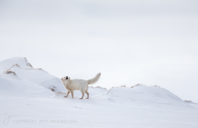 Arctic Fox Howl