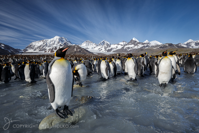 King Penguins Saint Andrews