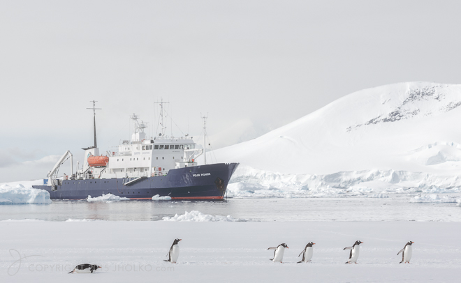 PolarPioneer and Penguins