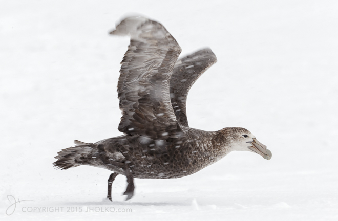 Giant Petrel