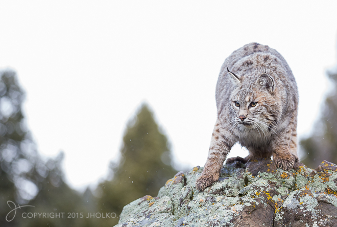 AnimalsMontana-474012015