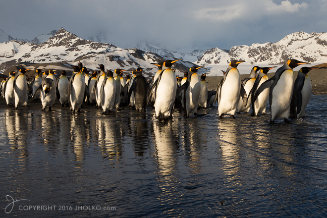 SouthGeorgia2015-0816