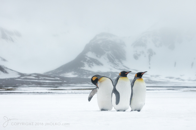 SouthGeorgia2015-8462-Edit