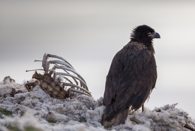 FalklandIslands2015-1614