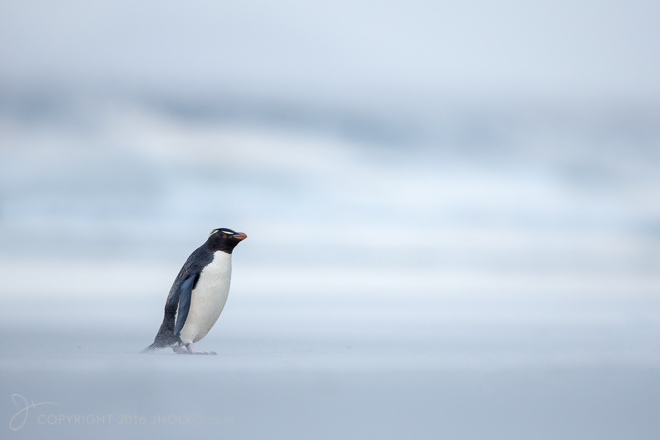 FalklandIslands2015-2787-Edit