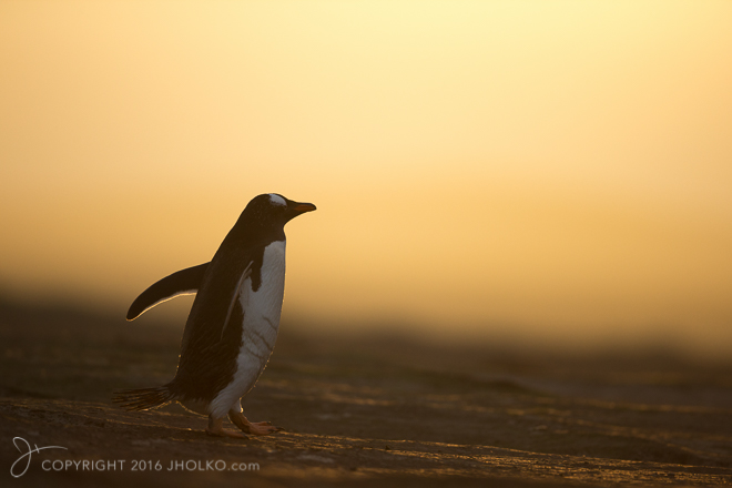 FalklandIslands2015-2897-Edit