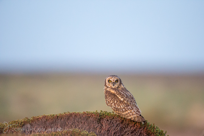 FalklandIslands2015-4675