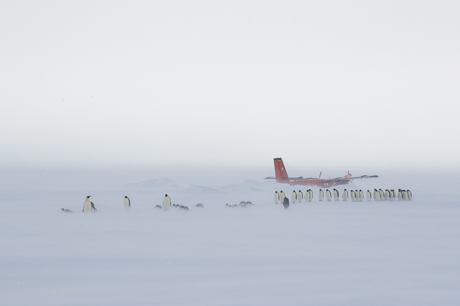 Emperors Going Fishing