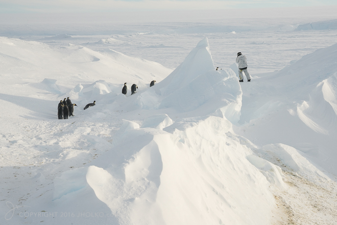 Penguins on an ice pressure ridge