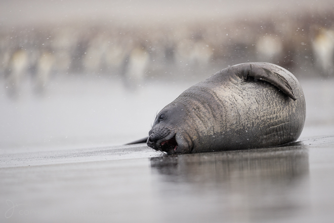 southgeorgia2016-25481-edit