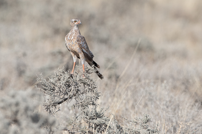 namibia2018-29789-edit