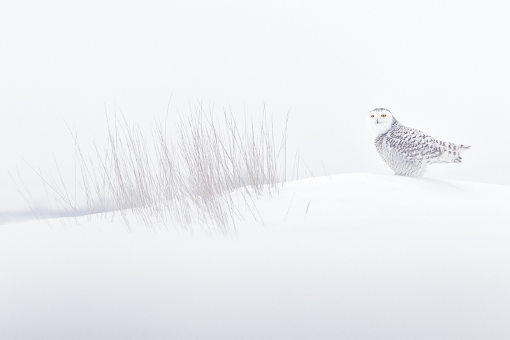 Photo of the Month April 2019 – The Magic of the Snowy Owl – www ...