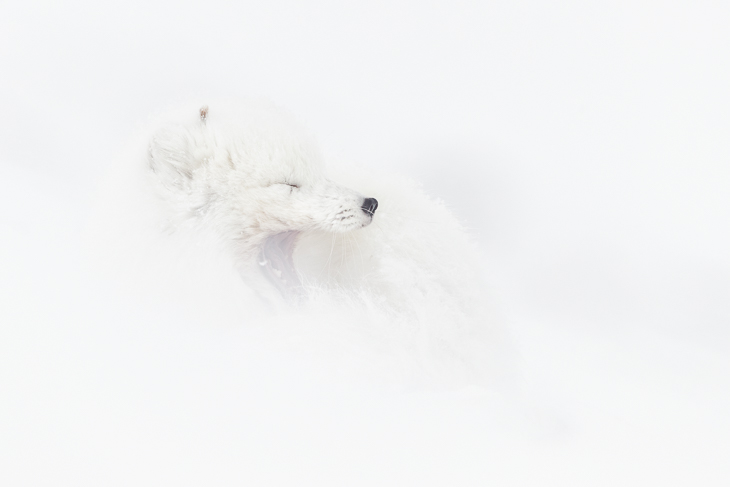 svalbardwinter2019-25637-edit.