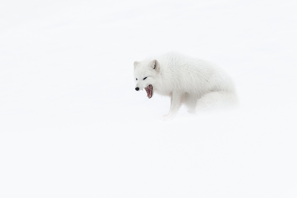 Arctic Fox in Icelands Winter Wilderness Workshop Report 2025 Arctic Fox in Icelands Winter Wilderness Workshop Report 2025