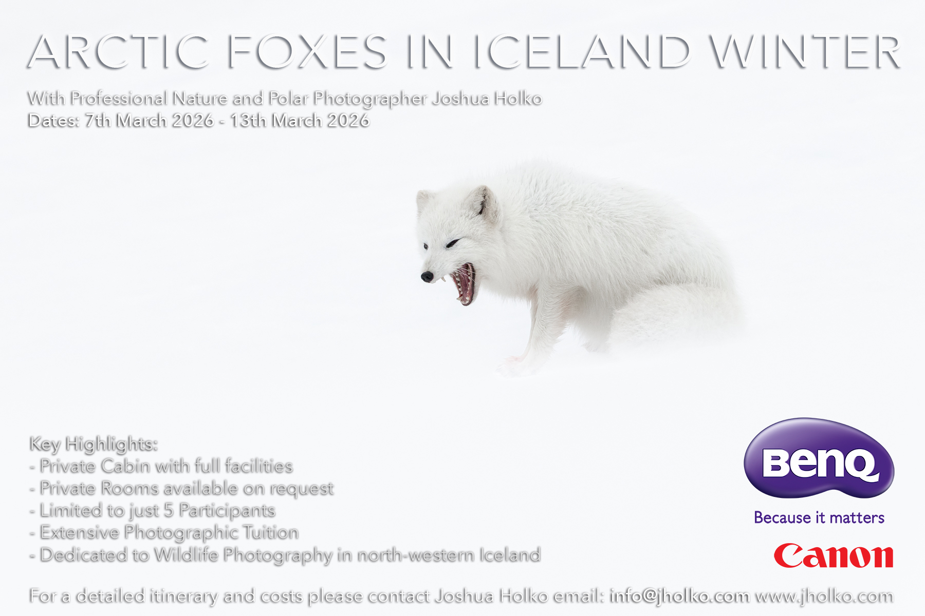 Arctic Fox in Icelands Winter Wilderness Workshop Report 2025