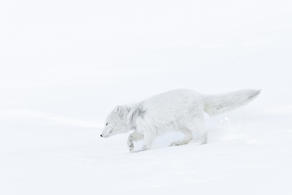 Arctic Foxes and Reindeer of Svalbard April 2025 Expedition Report