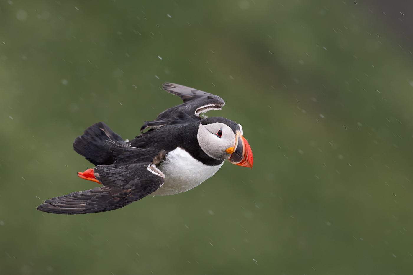 Puffins and Razorbills of Grimsey Island Workshop Reports May June