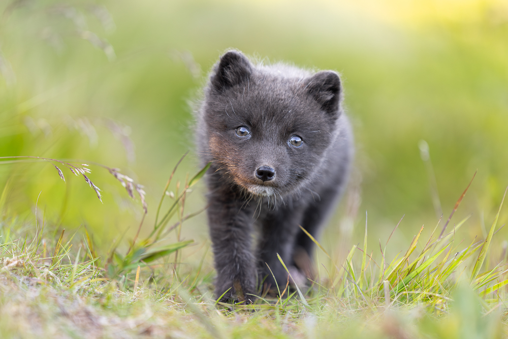 arctic-fox-cubs-of-hornstrandir-nature-reserve-workshop-report-july