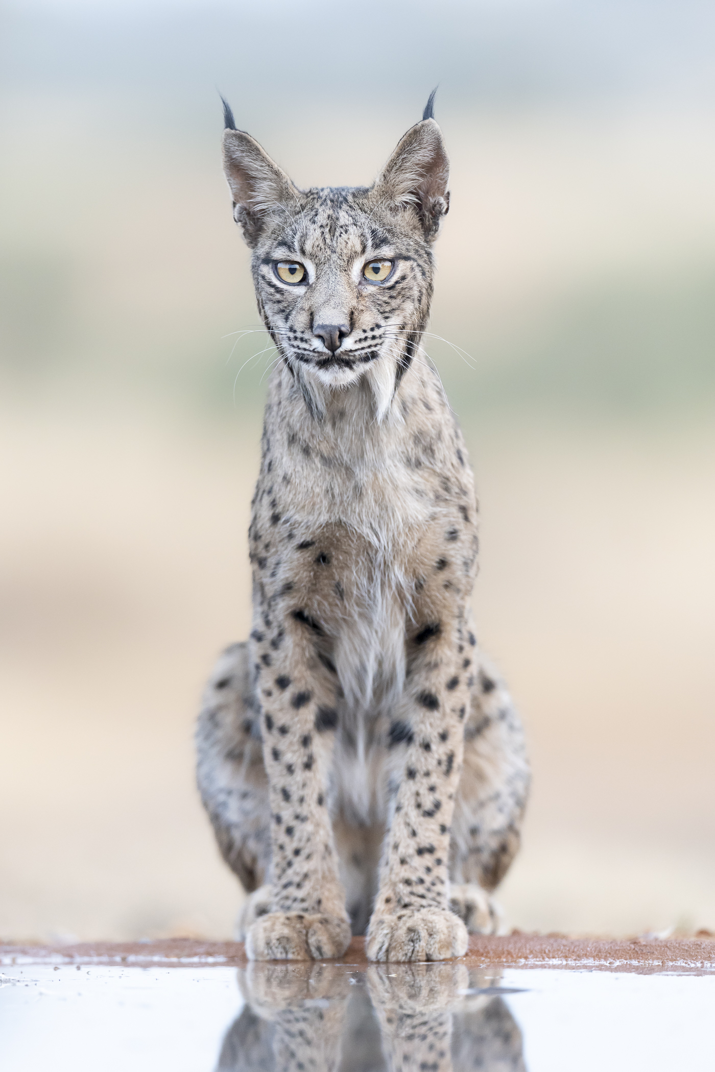 Chasing Burning Shadows – Iberian Lynx Scouting Trip Report August