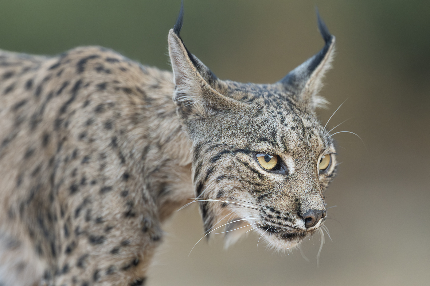 Chasing Burning Shadows – Iberian Lynx Scouting Trip Report August