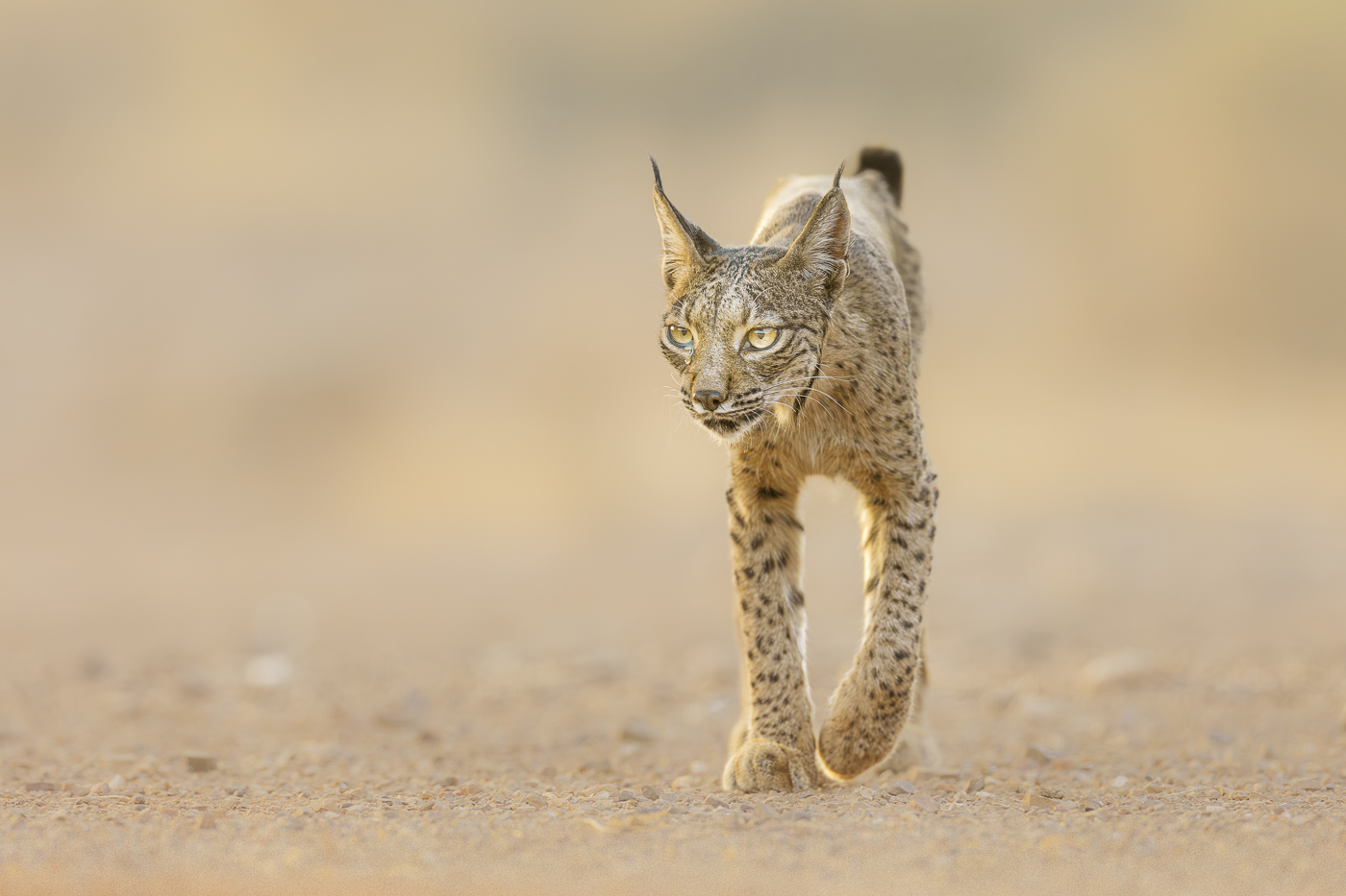 Chasing Burning Shadows – Iberian Lynx Scouting Trip Report August